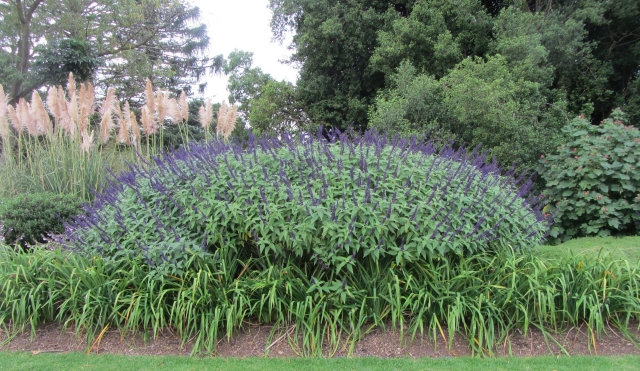 Werribee Park, Victoria, Australia. Many lovely plants, mostly unlabelled.