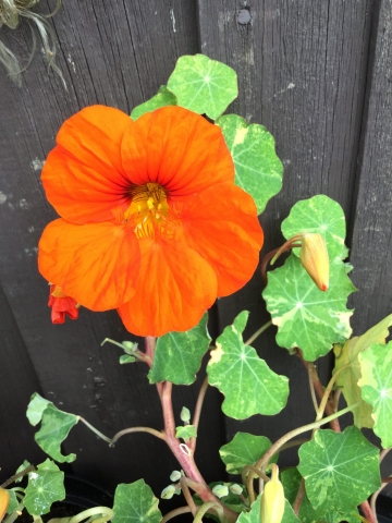 Beloved by cabbage white caterpillars. One minute glorious, but take your eye off them and they're compost fodder.