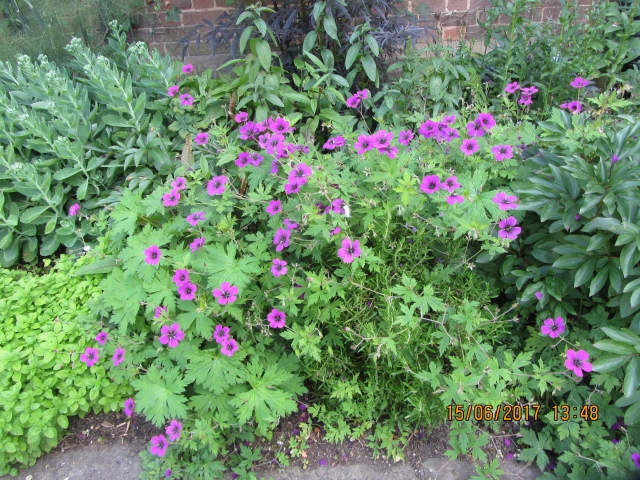 Stockbridge Open Gardens