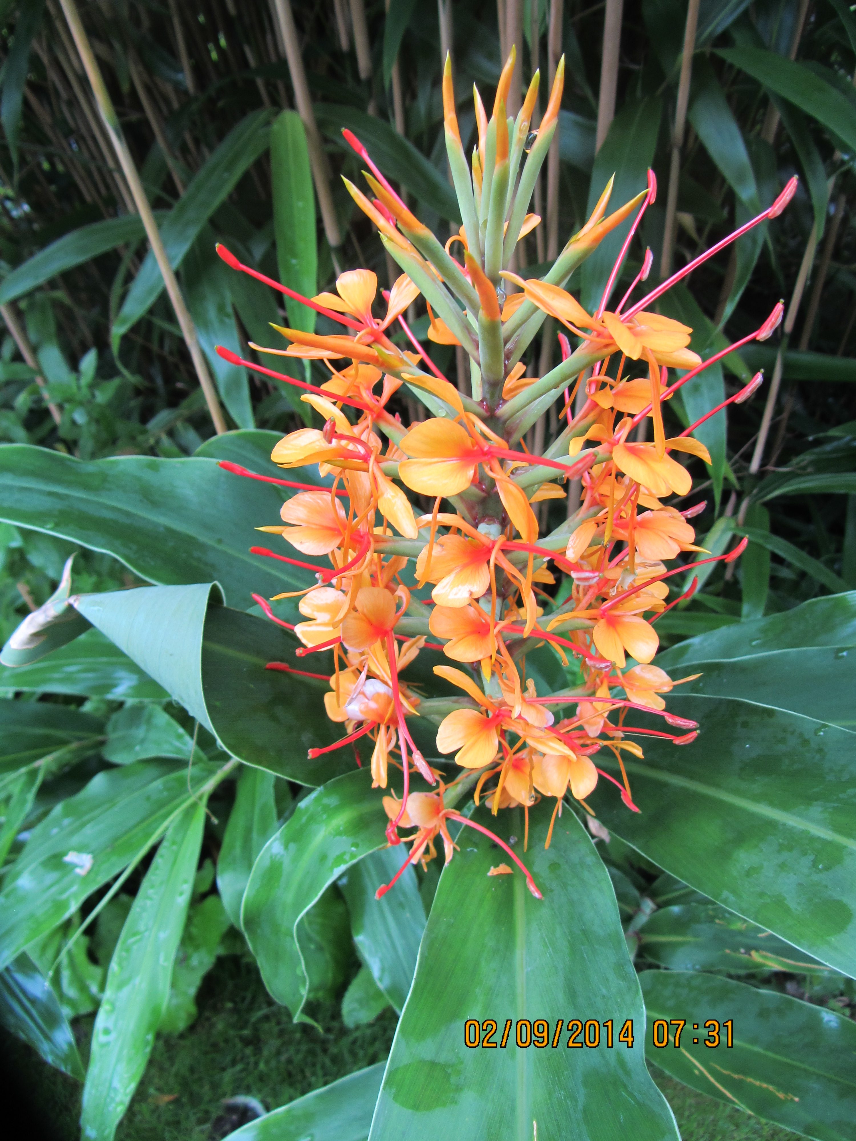 Hedychium, probably densiflorum, maybe 'Tara'. Willing to be corrected!