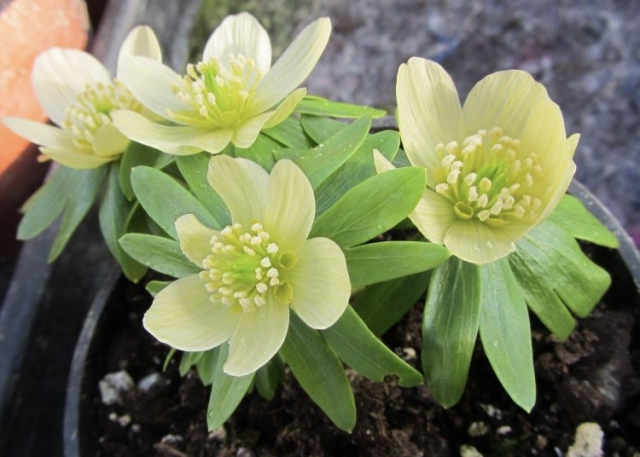 Winter Aconite