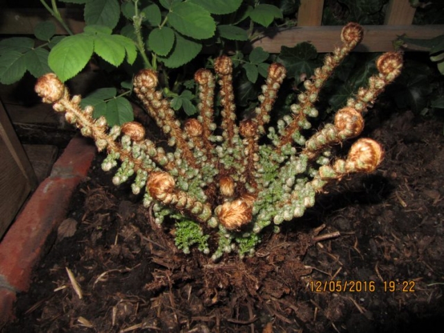 Polystichum setiferum