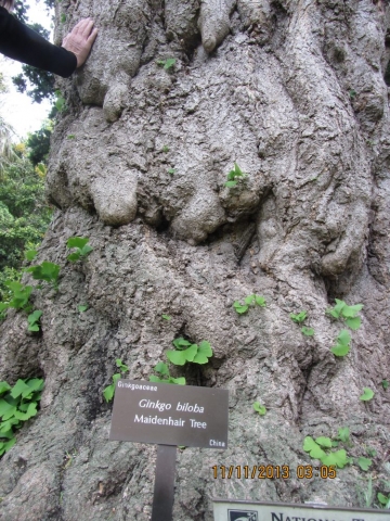 Melbourne Botanic Garden