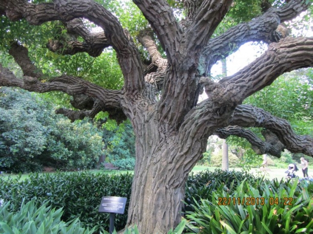 Melbourne Botanic Garden.