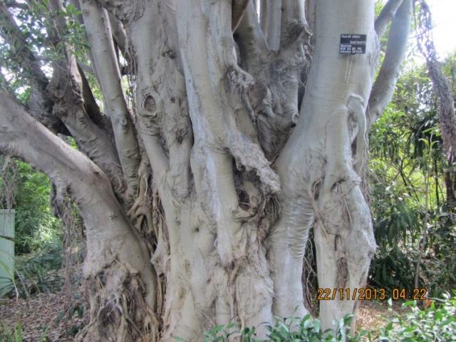 Melbourne Botanic Garden