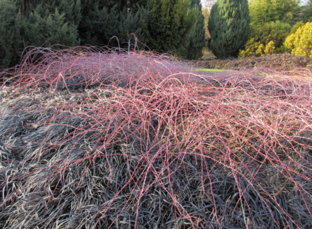 Hilliers Arboretum, Feb 2018.